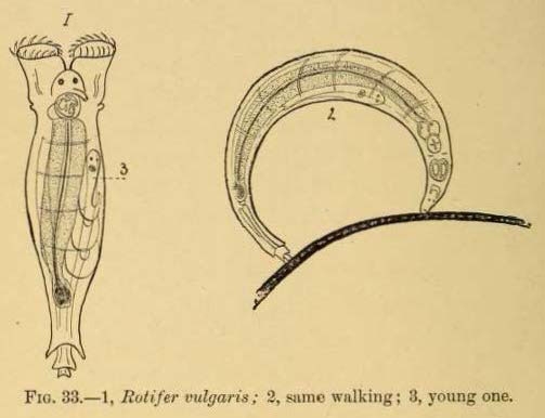 Rotifer vulgaris Rotifer vulgaris
