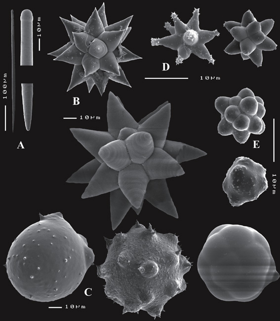 Tethya omanensis Tethya omanensis