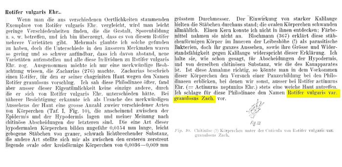 Rotifer vulgaris var. granulosus - Original description image