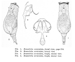 Rousseletia corniculata