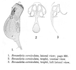 Rousseletia corniculata