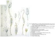 Saccobdella nebaliae - Original description image