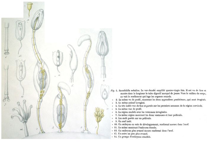 Saccobdella nebaliae - Original description image