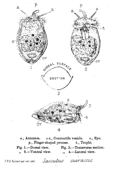 Sacculus cuirassis - Original description image