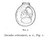 Sacculus orbicularis - Original description image