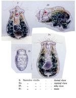 Sacculus viridis