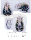 Sacculus viridis