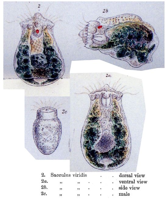 Sacculus viridis Sacculus viridis