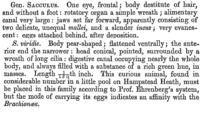 Sacculus viridis Sacculus viridis