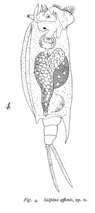 Salpina affinis - Original description image