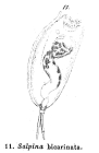 Salpina bicarinata