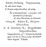 Salpina bicarinata - Original description image