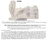 Salpina bicarinata - Original description image