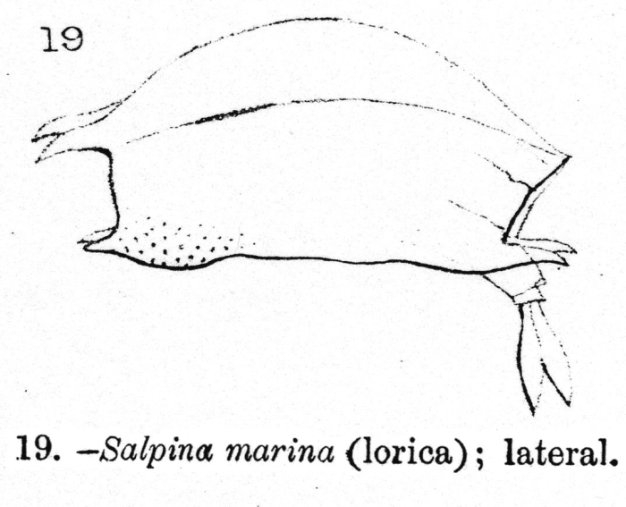 Salpina marina - Original description image