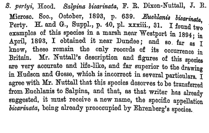 Salpina pertyi - Original description image