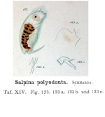 Salpina polyodonta - Original description image
