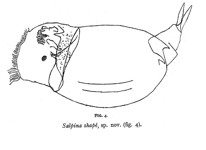 Salpina shape - Original description image