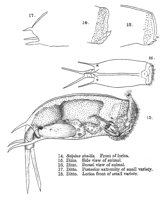 Salpina similis - Original description image