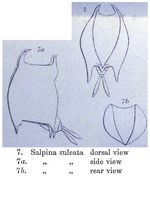Salpina sulcata