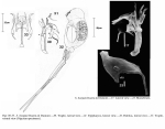 Scaridium bostjani
