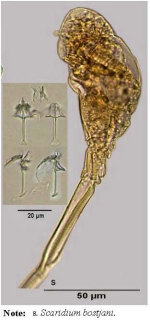 Scaridium bostjani