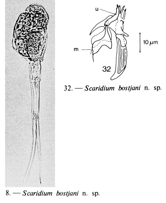 Scaridium bostjani - Original description image