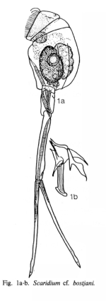 Scaridium elegans