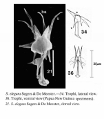 Scaridium elegans