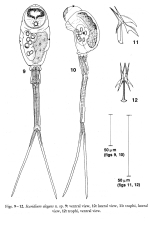 Scaridium elegans