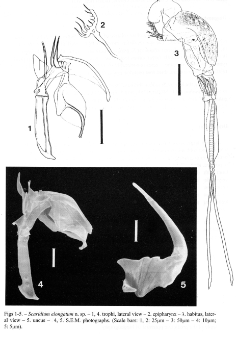 Scaridium elongatum - Original description image