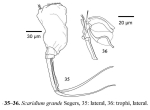 Scaridium grande