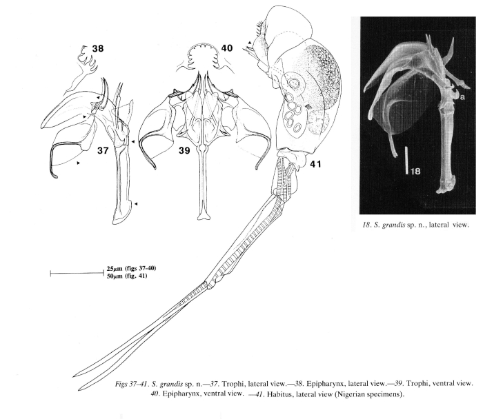 Scaridium grande - Original description image