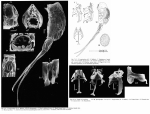 Scaridium longicauda