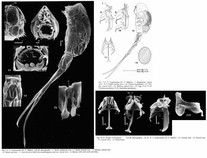 Scaridium longicauda Scaridium longicauda
