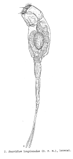 Scaridium longicauda