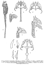 Scaridium longicauda