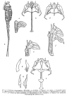 Scaridium longicauda