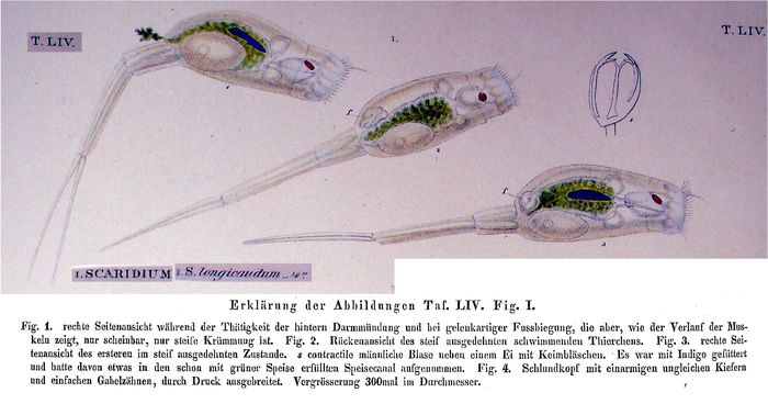 Scaridium longicauda Scaridium longicauda