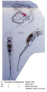 Scaridium longicauda