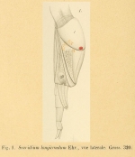 Scaridium longicauda
