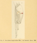 Scaridium longicauda