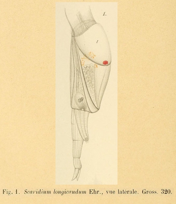 Scaridium longicauda Scaridium longicauda