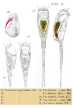 Scaridium longicauda