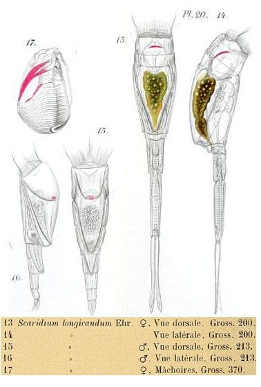 Scaridium longicauda