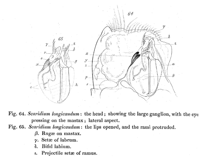 Scaridium longicauda Scaridium longicauda