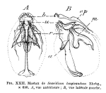 Scaridium longicauda