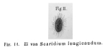 Scaridium longicauda