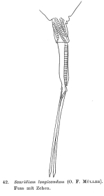 Scaridium longicauda