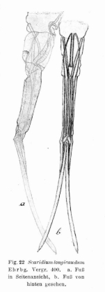 Scaridium longicauda