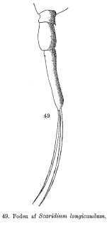 Scaridium longicauda